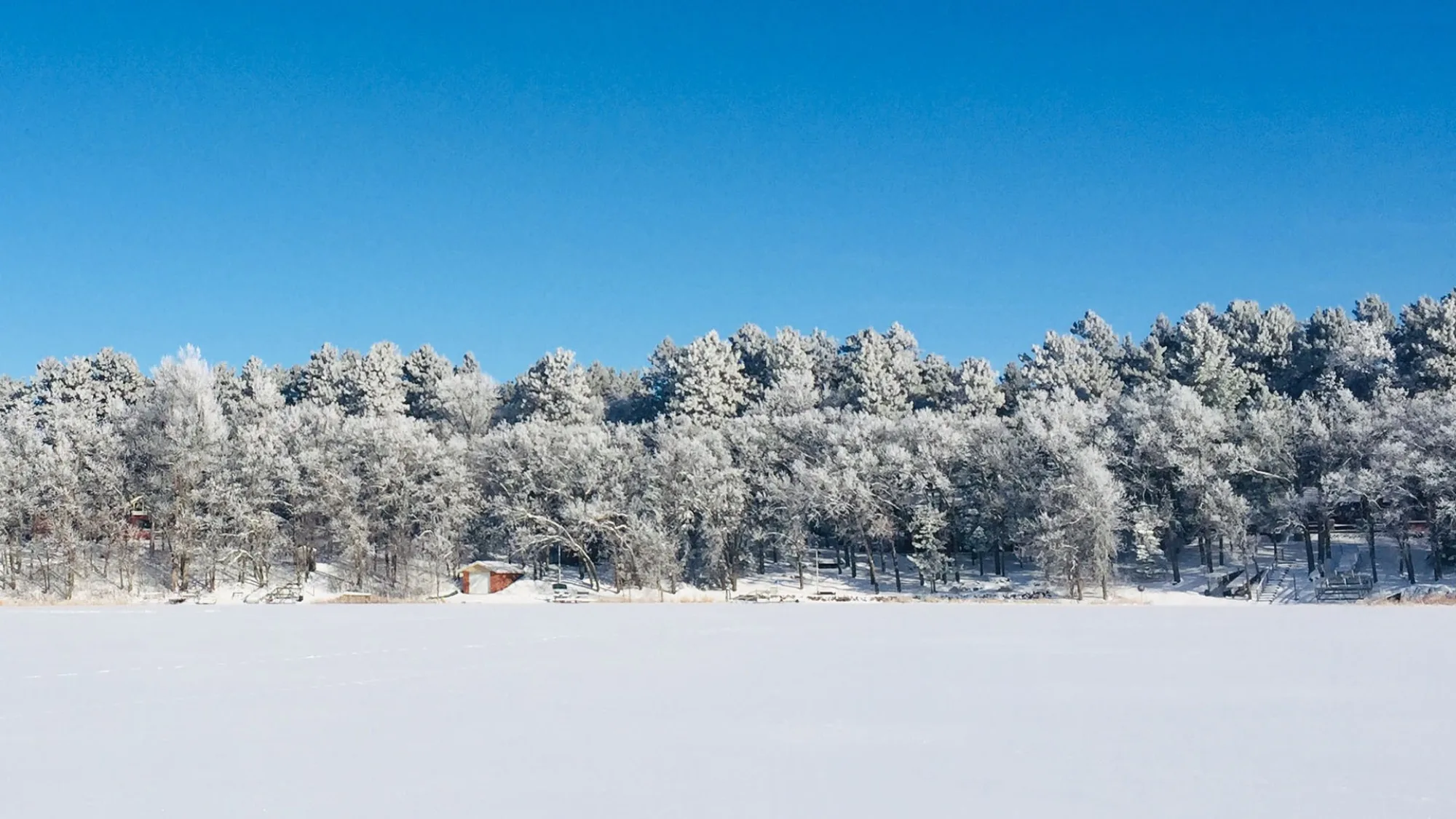 Snowy trees in northern Minnesota